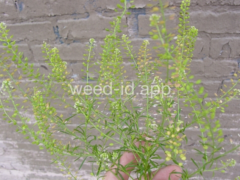 pepperweed, Virginia